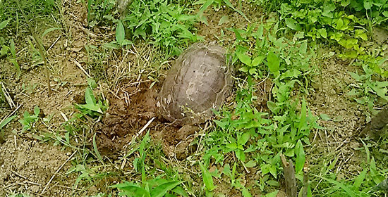 亀が産卵のため穴を掘っている